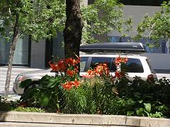 toronto (19)